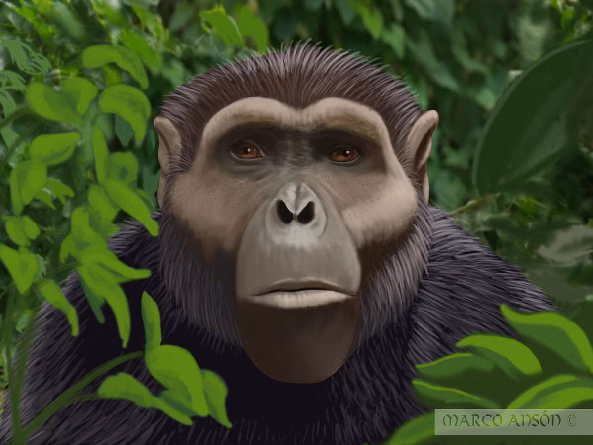 Loài vượn Anadoluvius turkae có kích thước tương đương một con tinh tinh đực lớn và sống trong môi trường rừng khô cằn. Bộ hàm chắc khỏe và răng to với lớp men dày gợi ý rằng loài này có chế độ ăn bao gồm các loại thức ăn cứng hoặc dai trên cạn, như rễ và thân cây. Những đặc điểm này cho thấy Anadoluvius turkae có thể đã sống trong điều kiện tương đối thoáng đãng, không giống như môi trường rừng của các loài vượn lớn hiện nay.(Ảnh: ArtStation)