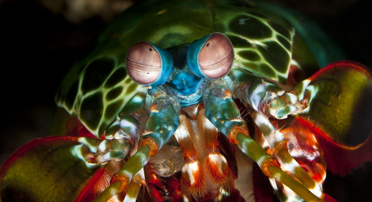 1. Mắt của tôm bọ ngựa (Mantis Shrimp): Tôm bọ ngựa có đôi mắt phức tạp nhất trong giới tự nhiên, với khả năng nhìn thấy một dải màu rộng hơn con người rất nhiều. Mỗi mắt của chúng có 12 đến 16 loại tế bào nhận màu, so với ba loại tế bào của con người. Điều này giúp chúng không chỉ nhìn thấy màu sắc mà còn phát hiện được ánh sáng phân cực và tia UV. Đôi mắt của tôm bọ ngựa còn có khả năng di chuyển độc lập, cho phép chúng quan sát môi trường xung quanh một cách toàn diện và nhanh chóng phát hiện con mồi. (Ảnh: Great Barrier Reef Foundation)