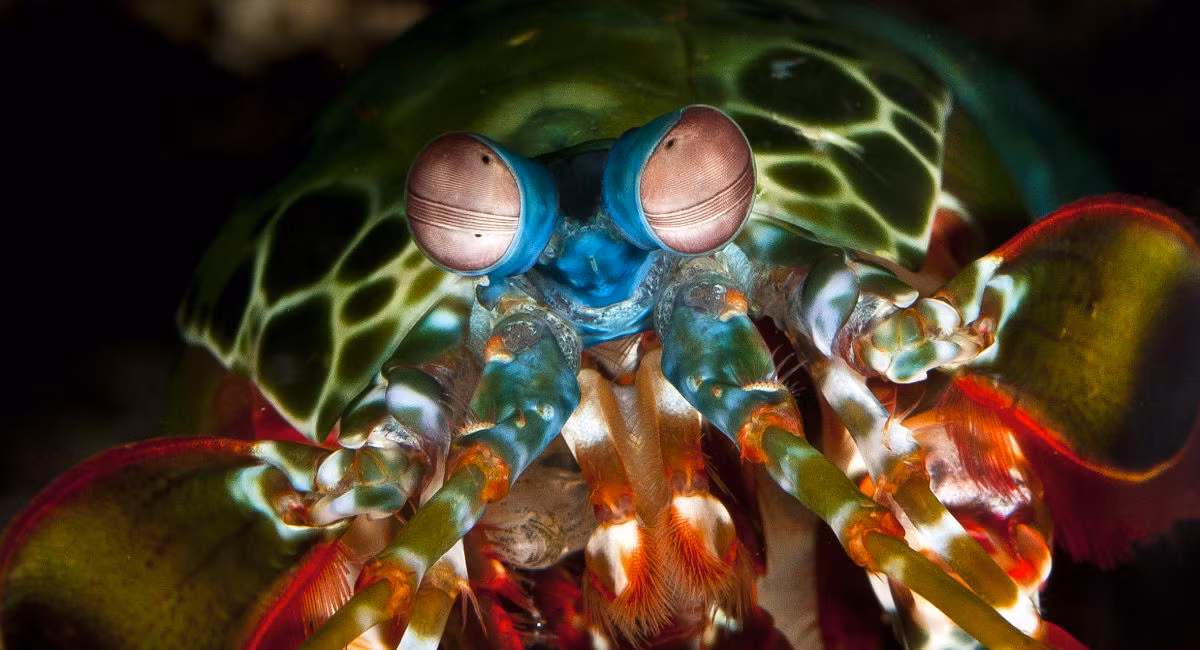 1. Mắt của tôm bọ ngựa (Mantis Shrimp): Tôm bọ ngựa có đôi mắt phức tạp nhất trong giới tự nhiên, với khả năng nhìn thấy một dải màu rộng hơn con người rất nhiều. Mỗi mắt của chúng có 12 đến 16 loại tế bào nhận màu, so với ba loại tế bào của con người. Điều này giúp chúng không chỉ nhìn thấy màu sắc mà còn phát hiện được ánh sáng phân cực và tia UV. Đôi mắt của tôm bọ ngựa còn có khả năng di chuyển độc lập, cho phép chúng quan sát môi trường xung quanh một cách toàn diện và nhanh chóng phát hiện con mồi. (Ảnh: Great Barrier Reef Foundation)