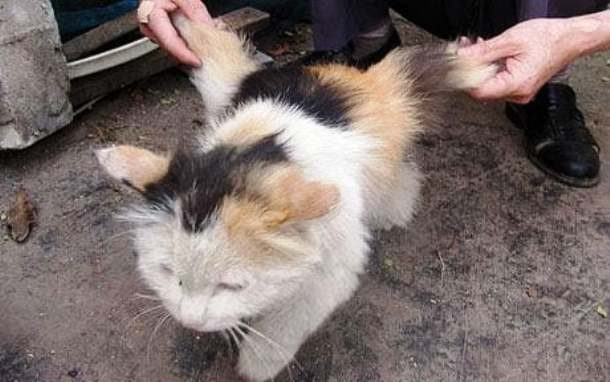 5. Mèo có cánh: Nhiều con mèo đực ở miền Nam Trung Quốc đã được phát hiện với những đôi cánh phát triển đằng sau lưng. Mặc dù những đôi cánh này khá mềm mại, nhưng chúng thực sự có chứa xương.