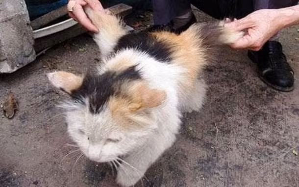 5. Mèo có cánh: Nhiều con mèo đực ở miền Nam Trung Quốc đã được phát hiện với những đôi cánh phát triển đằng sau lưng. Mặc dù những đôi cánh này khá mềm mại, nhưng chúng thực sự có chứa xương.