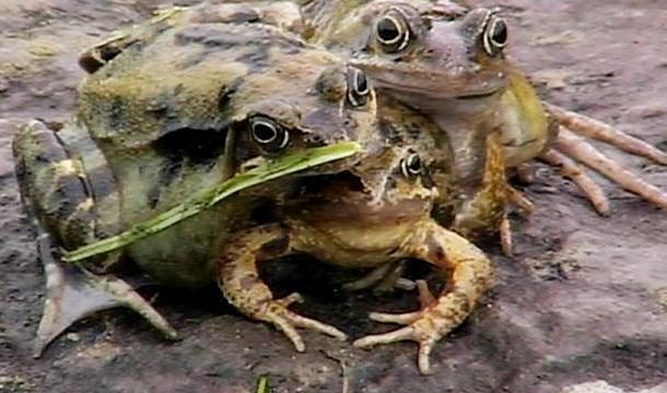 4. Ếch ba đầu: Trẻ em ở một nhà trẻ tại Vương quốc Anh đã phát hiện ra một con ếch có ba đầu và sáu chân. Đây là một loại đột biến chưa từng được ghi nhận trước đó.