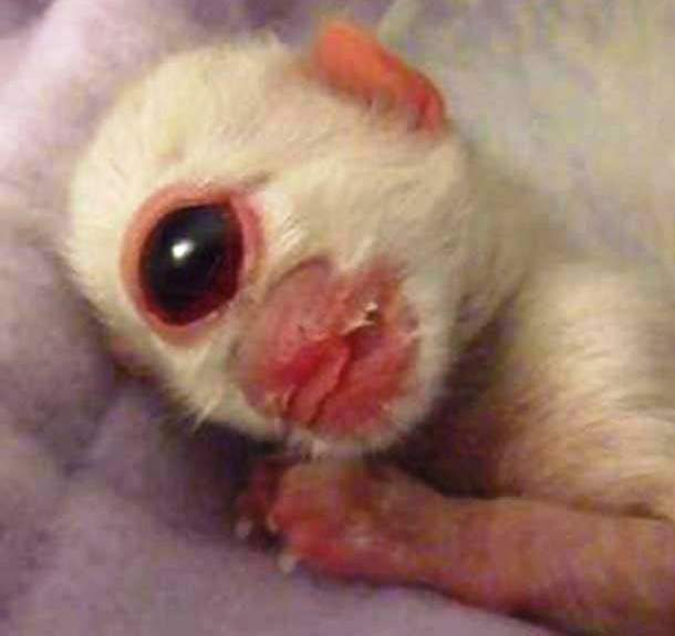 2. Mèo một mắt: Chú mèo Bengal này được sinh ra với chỉ một mắt và không có mũi vào năm 2012. Đáng tiếc, chú mèo này đã chết ngay sau khi chào đời.