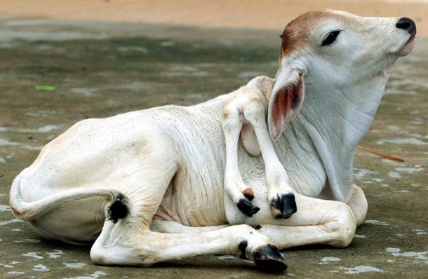 6. Bò cái sáu chân: Con bò cái này được sinh ra với hai chiếc chân “thêm” trên lưng, kết quả của sự rò rỉ chất phóng xạ từ thảm họa Chernobyl năm 1986.