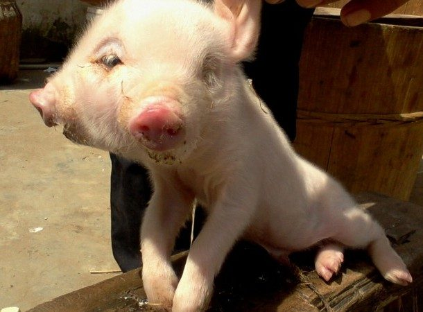 7. Heo hai đầu: Một người nông dân ở Trung Quốc đã phát hiện ra chú heo con hai đầu này trong trang trại của mình vào tháng 4/2013.