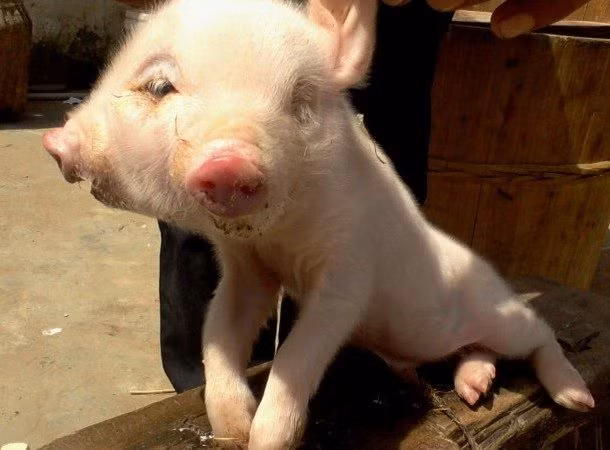 7. Heo hai đầu: Một người nông dân ở Trung Quốc đã phát hiện ra chú heo con hai đầu này trong trang trại của mình vào tháng 4/2013.