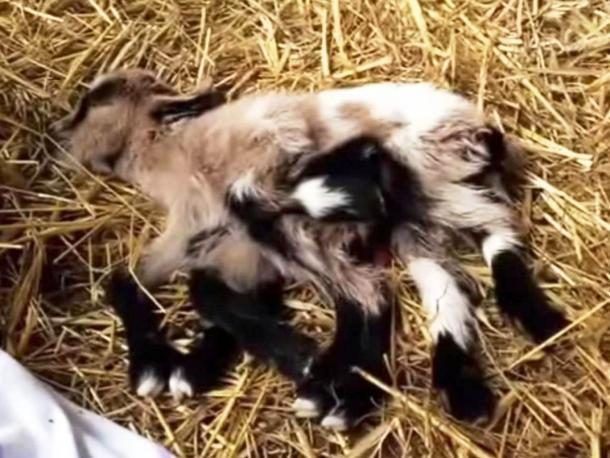 1. Dê tám chân: Là một trong những động vật đột biến hiếm gặp trong tự nhiên, con dê này được sinh ra tại một trang trại ở Croatia vào năm 2014 với tám chân và cả hai bộ phận sinh dục đực và cái. Các bác sĩ thú y cho rằng đây là kết quả của một ca sinh đôi thất bại.