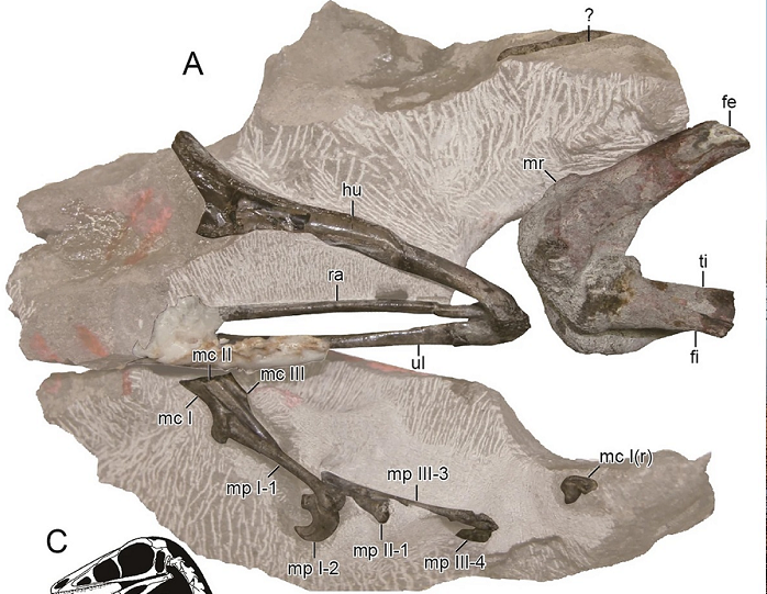Loài khủng long này được phát hiện từ các trầm tích của hệ tầng Ohyamashimo thuộc nhóm Sasayama ở thành phố Tambasasayama, tỉnh Hyogo. (Ảnh: Species New to Science)