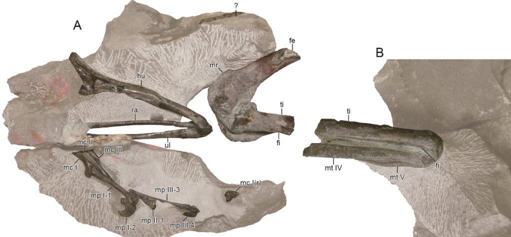 Hypnovenator matsubaraetoheorum, có nghĩa là “thợ săn ngủ”, là một loài khủng long thuộc họ Troodontidae, một nhóm khủng long theropod nhỏ và nhanh nhẹn. Tên gọi này xuất phát từ tư thế ngủ cuộn tròn của mẫu vật hóa thạch, tương tự như một số loài troodontid khác từ Trung Quốc như Mei và Sinornithoides. (Ảnh: Dinozoïque)