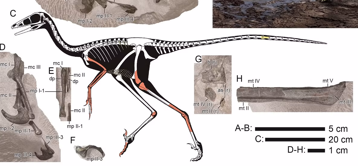 Mẫu vật hóa thạch của Hypnovenator bao gồm một bộ xương không hoàn chỉnh, với các phần của cột sống, xương sườn, xương cánh tay và chân. (Ảnh: Species New to Science)