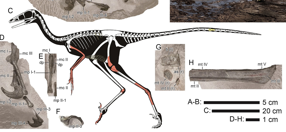 Mẫu vật hóa thạch của Hypnovenator bao gồm một bộ xương không hoàn chỉnh, với các phần của cột sống, xương sườn, xương cánh tay và chân. (Ảnh: Species New to Science)