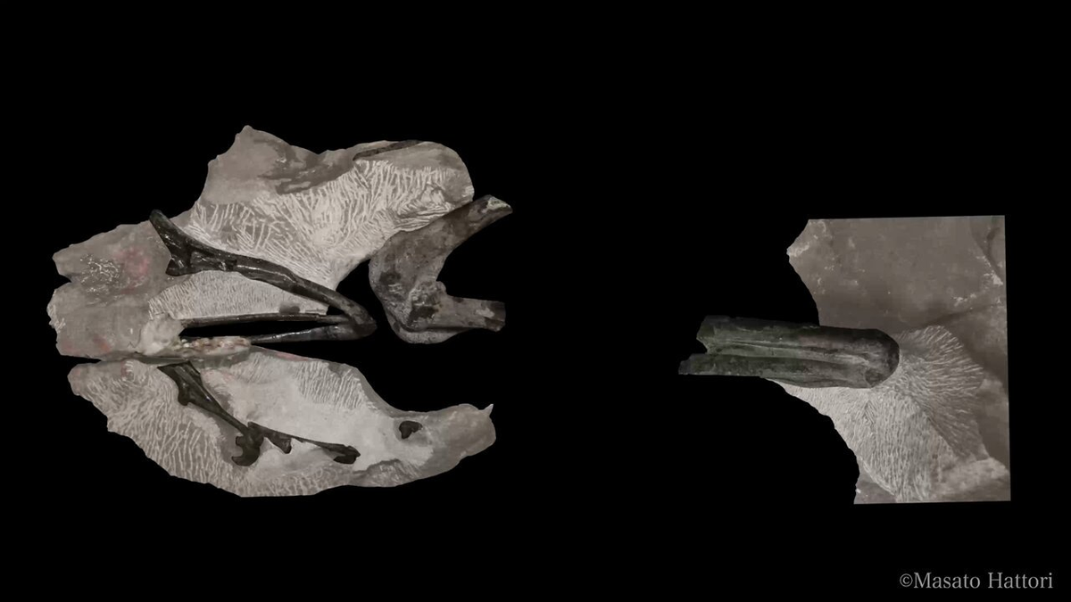 Hypnovenator matsubaraetoheorum là một bổ sung quan trọng vào danh sách các loài khủng long được phát hiện tại Nhật Bản, đồng thời cung cấp thêm bằng chứng về sự phong phú và đa dạng của hệ sinh thái khủng long trong kỷ Phấn Trắng sớm. (Ảnh: X)