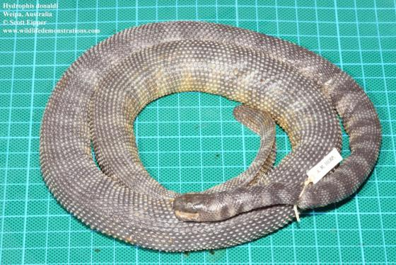 Hydrophis donaldi được phát hiện vào năm 2012 và phân bố tại vùng biển ngoài khơi phía bắc nước Úc. (Ảnh: The Reptile Database)