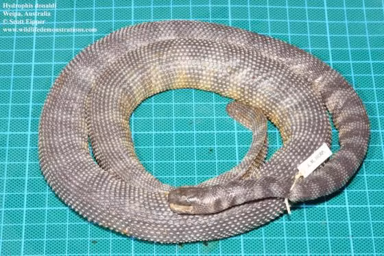 Hydrophis donaldi được phát hiện vào năm 2012 và phân bố tại vùng biển ngoài khơi phía bắc nước Úc. (Ảnh: The Reptile Database)