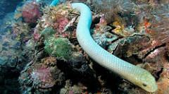 Da của loài rắn biển này có màu vàng nâu và nọc rất độc, có thể gây chết người. (Ảnh: Alchetron)