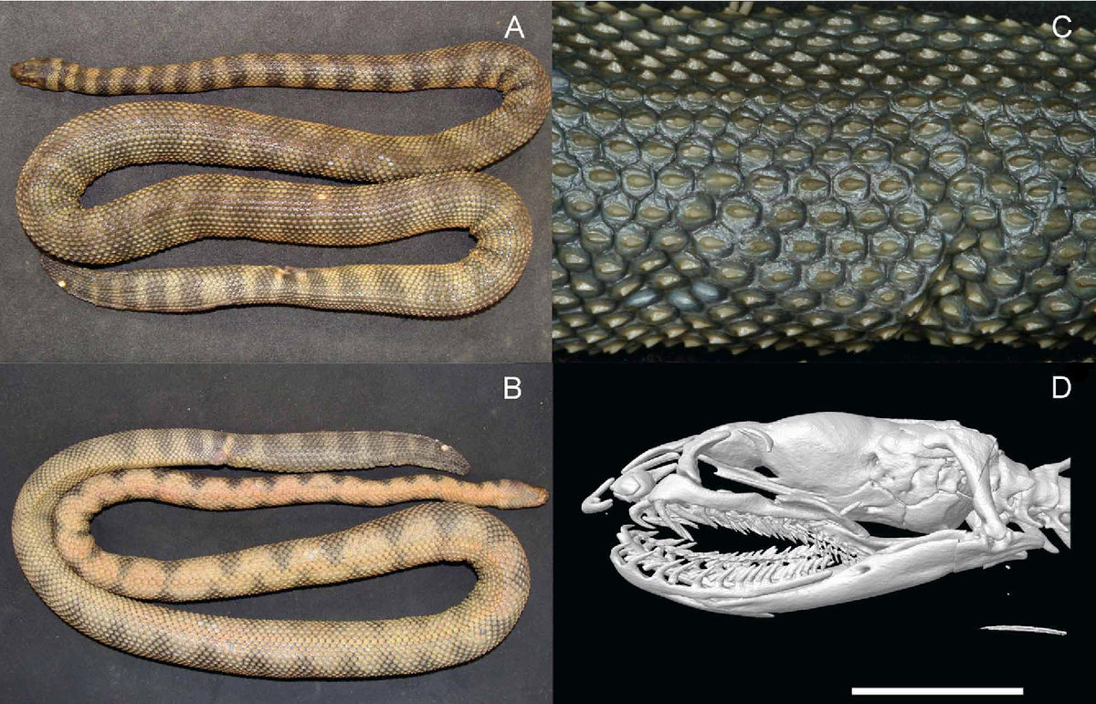 Các chuyên gia cho rằng gai nhọn này thu hút sự tò mò của các loài khác và trở thành món mồi của loài rắn này. (Ảnh: semanticscholar)
