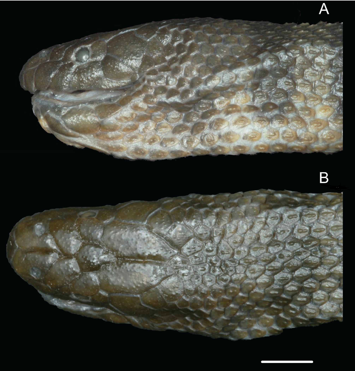 Điều đặc biệt là nọc độc của loài này không nằm ở răng như các loài rắn khác, mà lại ở gai nhọn dưới bụng. (Ảnh: semanticscholar)