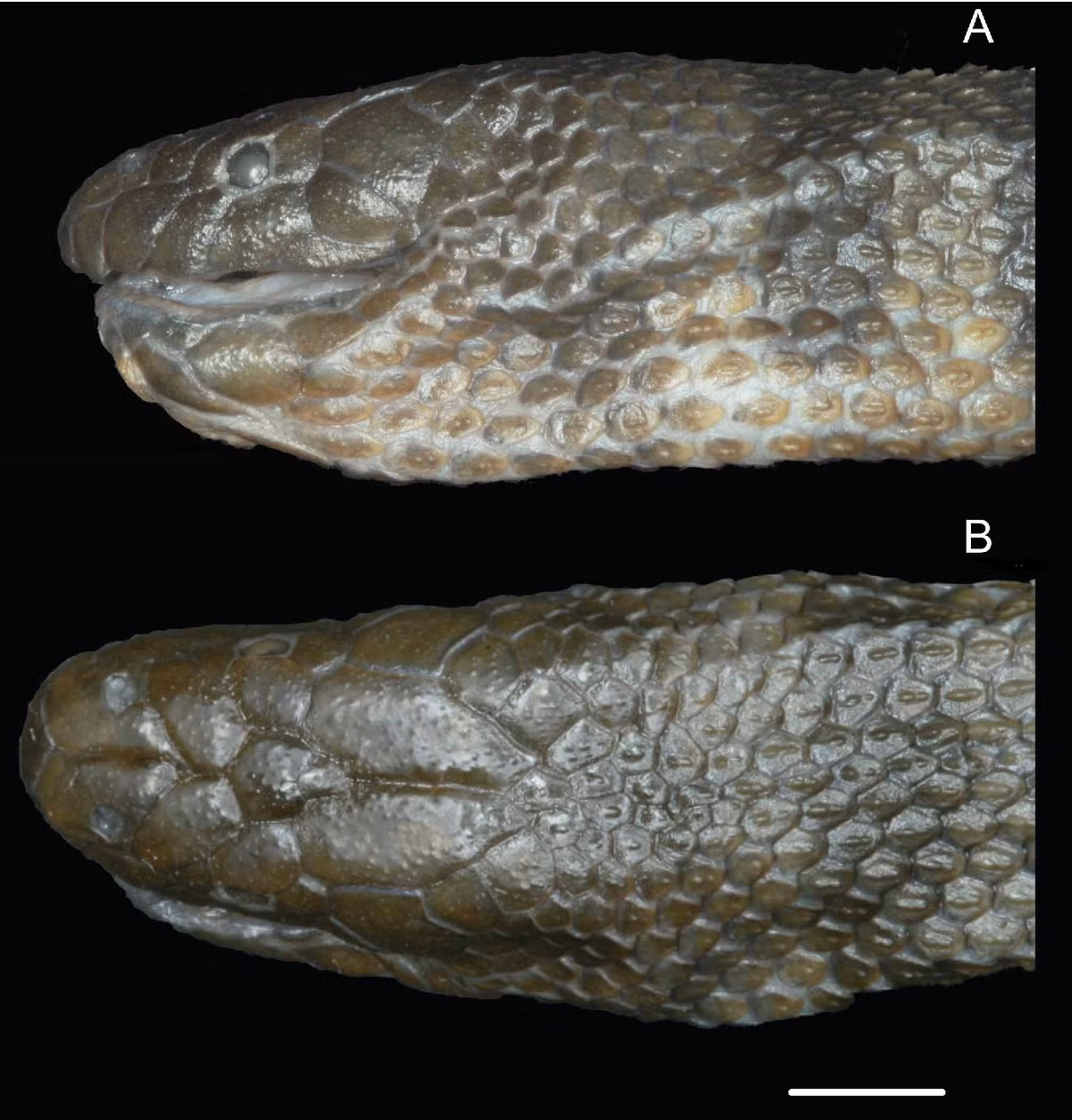 Điều đặc biệt là nọc độc của loài này không nằm ở răng như các loài rắn khác, mà lại ở gai nhọn dưới bụng. (Ảnh: semanticscholar)