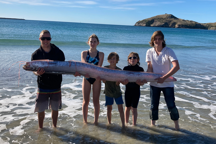 Mặc dù có rất nhiều quan niệm và luồng ý kiến khác nhau về việc cá mái chèo có khả năng dự báo động đất, nhưng các ý kiến này vẫn còn tương đối và cần được nghiên cứu thêm để đưa ra kết luận chính thức.(Ảnh: fishesofaustralia)