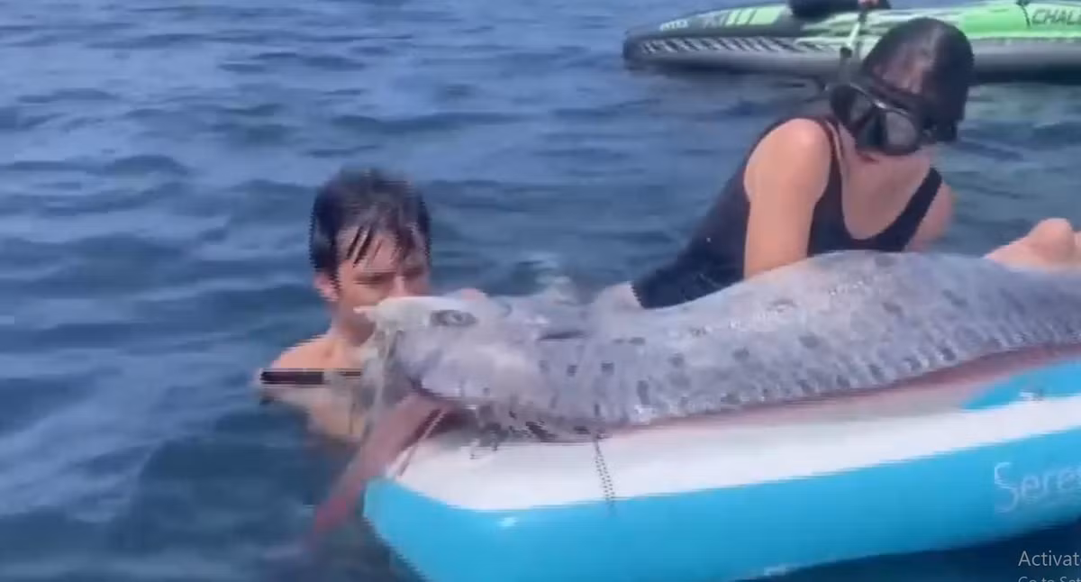 Loài cá này còn gọi là cá Oarfish, sống ở độ sâu khoảng 1.000 m dưới lòng đại dương và rất ít khi được nhìn thấy. Viện Hải dương học Scripps đã tiếp nhận xác cá để khám nghiệm và trưng bày. Cá mái chèo có thể dài tới hơn 9 m, thường được liên kết với các thảm họa thiên tai, nên còn được gọi là "cá tận thế". Điều trùng hợp là xác cá được tìm thấy chỉ hai ngày trước trận động đất 4,4 độ ở Los Angeles. (Ảnh cắt từ clip)