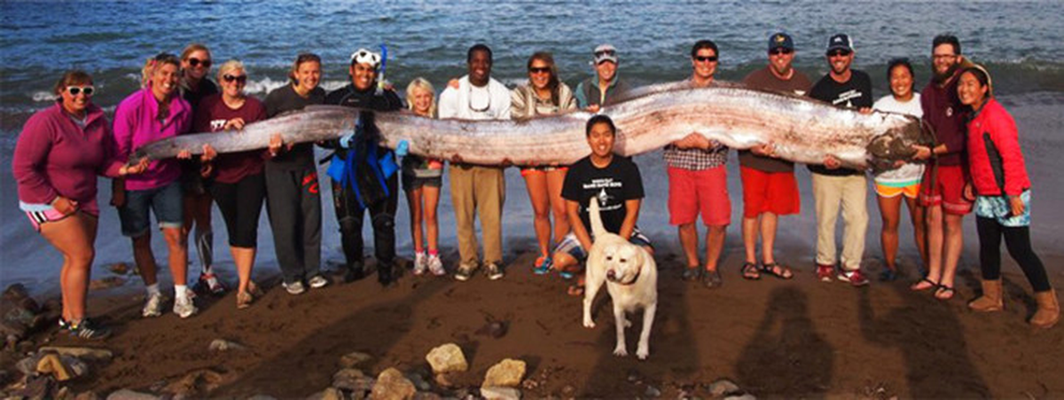 Cá mái chèo có thân màu bạc và đôi khi được gọi là “vua của cá trích” vì có đặc điểm bề ngoài tương tự với loài cá nhỏ này. Tuy nhiên, chúng được đặt tên là cá mái chèo do có phần vây ngực dài giống mái chèo. (Ảnh: adriaticnature)