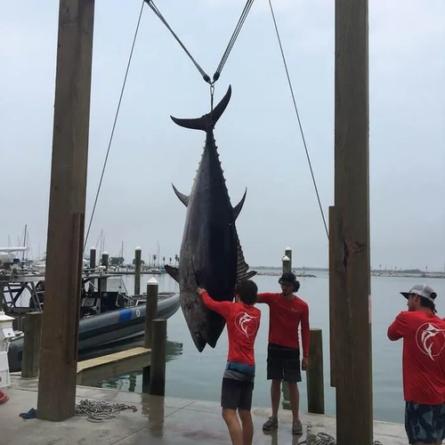 Cách đây không lâu, Troy Lancaster, một ngư dân từ Texas, đã phá vỡ kỷ lục tiểu bang khi bắt được con cá ngừ vây xanh khổng lồ nặng tới 397kg và dài 3m. Cuộc chiến giữa người và "quái ngư" kéo dài từ 9 giờ sáng đến sau 6 giờ chiều, và mất thêm một giờ để đưa con cá lên thuyền. Đây là con cá ngừ lớn nhất từng được bắt ở Texas và có thể khoảng 19 tuổi. (Nguồn ảnh: Facebook Center for Sportfish Science and Conservation)