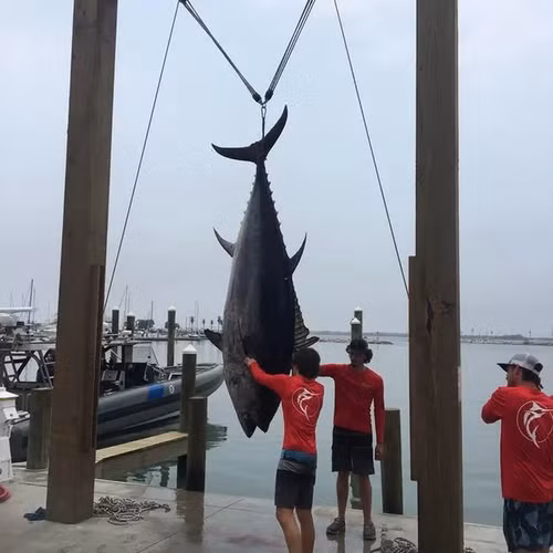 Cách đây không lâu, Troy Lancaster, một ngư dân từ Texas, đã phá vỡ kỷ lục tiểu bang khi bắt được con cá ngừ vây xanh khổng lồ nặng tới 397kg và dài 3m. Cuộc chiến giữa người và "quái ngư" kéo dài từ 9 giờ sáng đến sau 6 giờ chiều, và mất thêm một giờ để đưa con cá lên thuyền. Đây là con cá ngừ lớn nhất từng được bắt ở Texas và có thể khoảng 19 tuổi. (Nguồn ảnh: Facebook Center for Sportfish Science and Conservation)