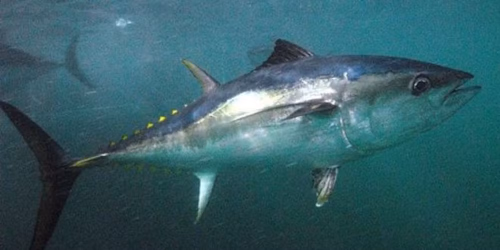 Trên thế giới, giá cá ngừ vây xanh được xếp vào hàng đắt đỏ bậc nhất. Giá cá ngừ vây xanh có thể lên tới 100 triệu đồng/kg. Đây là mức giá mà những người có mức thu nhập bình thường khó lòng mua nổi.(Ảnh: Wikipedia)