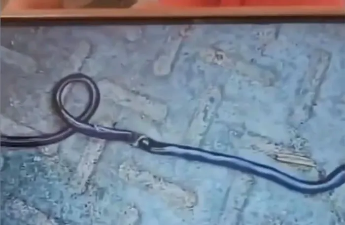 Một cậu bé 1 tuổi ở Bihar, Ấn Độ, đã nhầm một con rắn với đồ chơi và cắn chết nó. Vụ việc xảy ra khi cậu bé Riyansh đang chơi trên hiên nhà. Cậu bé nhặt con rắn lên và nhai nó, nghĩ rằng đó là một món đồ chơi mềm. Bố mẹ của Riyansh nhanh chóng đưa con tới bệnh viện để kiểm tra, lo sợ cậu bé có thể bị thương. Tuy nhiên, các bác sĩ xác nhận rằng Riyansh không bị tổn hại gì.