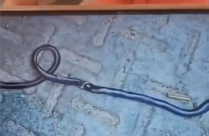 Một cậu bé 1 tuổi ở Bihar, Ấn Độ, đã nhầm một con rắn với đồ chơi và cắn chết nó. Vụ việc xảy ra khi cậu bé Riyansh đang chơi trên hiên nhà. Cậu bé nhặt con rắn lên và nhai nó, nghĩ rằng đó là một món đồ chơi mềm. Bố mẹ của Riyansh nhanh chóng đưa con tới bệnh viện để kiểm tra, lo sợ cậu bé có thể bị thương. Tuy nhiên, các bác sĩ xác nhận rằng Riyansh không bị tổn hại gì.