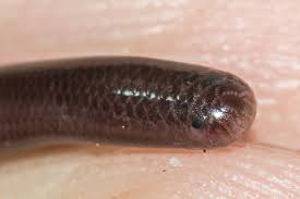 Rắn mù Brahminy có chiều dài trung bình từ 5 đến 10 cm, và hiếm khi vượt quá 15 cm. Chúng có màu sắc từ xám đen đến nâu sẫm, với mắt thoái hóa chỉ còn là những chấm nhỏ không có tác dụng thị lực. Đặc điểm này giúp chúng thích nghi tốt với môi trường sống dưới lòng đất, nơi ánh sáng không thể xuyên qua.