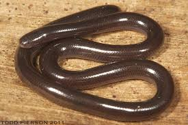 Rắn mù Brahminy, tên khoa học là Indotyphlops braminus, là một loài rắn đặc biệt và thú vị. Được biết đến với kích thước nhỏ bé và khả năng sống dưới lòng đất, loài rắn này thường bị nhầm lẫn với giun đất do hình dáng và màu sắc tương tự.