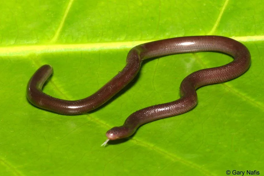 Mặc dù rắn mù Brahminy không phải là loài có nguy cơ tuyệt chủng, số lượng của chúng tương đối ít do đặc điểm sinh tồn riêng và sự sinh sản đơn tính. Tuy nhiên, chúng không bị đe dọa bởi các hoạt động của con người và được xếp vào nhóm “Ít quan tâm” theo phân loại của IUCN.