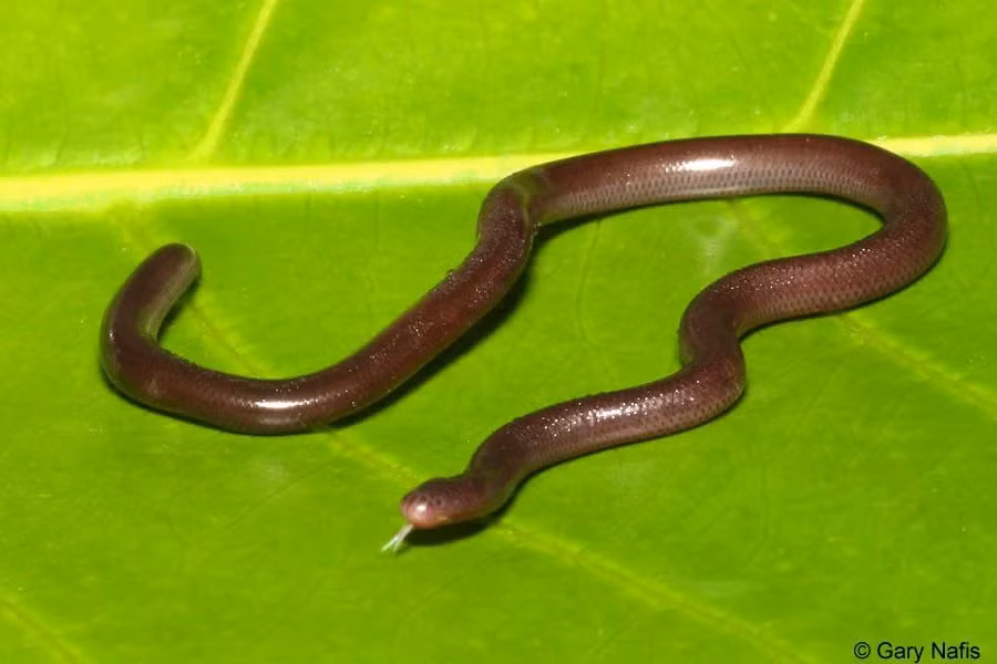 Mặc dù rắn mù Brahminy không phải là loài có nguy cơ tuyệt chủng, số lượng của chúng tương đối ít do đặc điểm sinh tồn riêng và sự sinh sản đơn tính. Tuy nhiên, chúng không bị đe dọa bởi các hoạt động của con người và được xếp vào nhóm “Ít quan tâm” theo phân loại của IUCN.