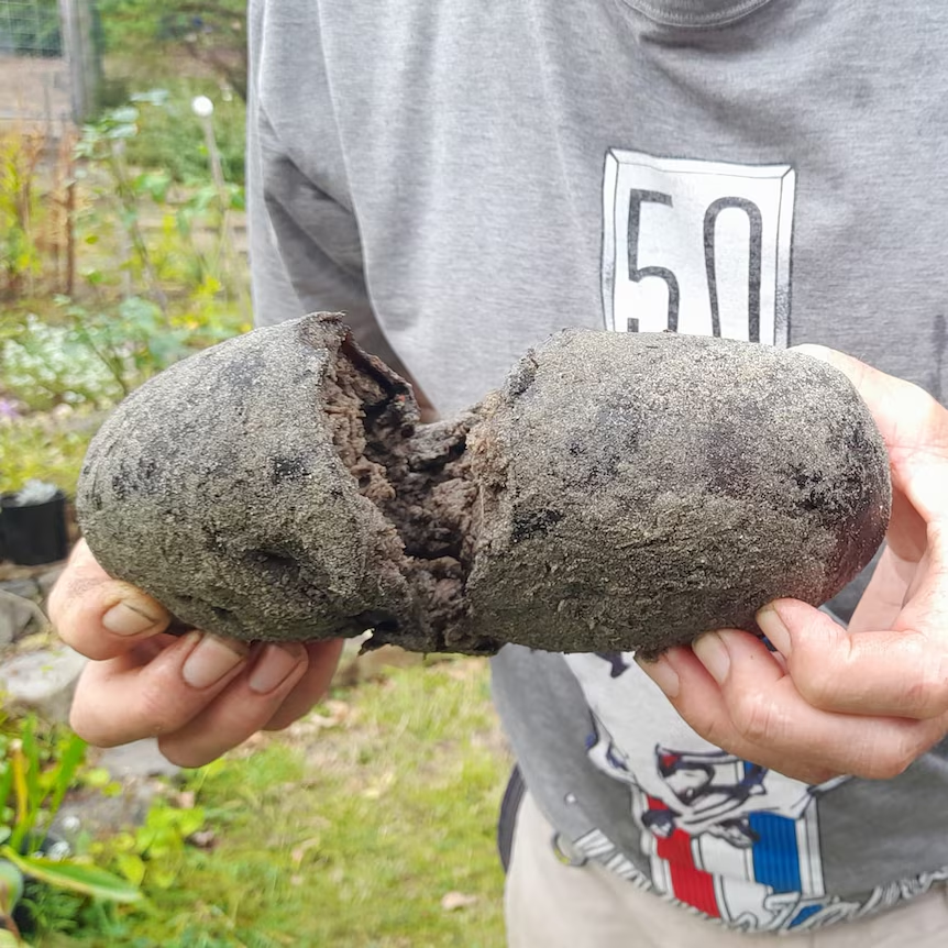 Long diên hương, hay còn được biết đến với tên gọi khác như nước bọt rồng, là một trong những chất tự nhiên hiếm có giá trị cao nhất trên thế giới. (Ảnh:ABC)