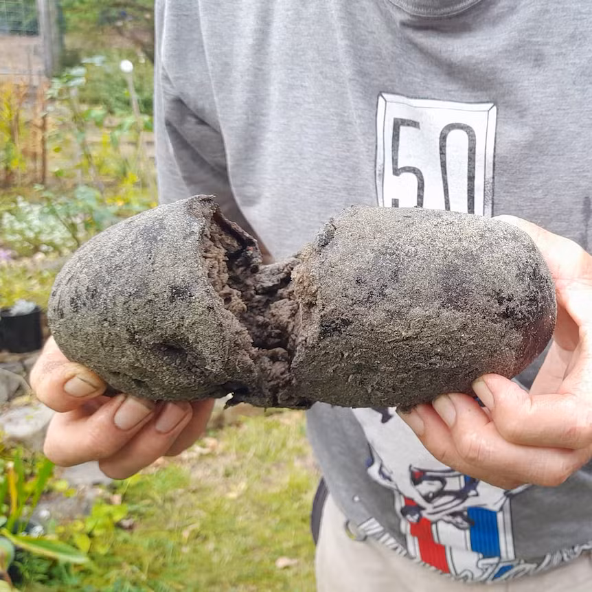 Long diên hương, hay còn được biết đến với tên gọi khác như nước bọt rồng, là một trong những chất tự nhiên hiếm có giá trị cao nhất trên thế giới. (Ảnh:ABC)