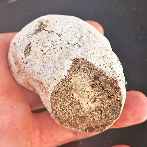 Các khối long diên hương màu trắng có hàm lượng ambrein cao nhất và được sử dụng trong các loại nước hoa hàng đầu. (Ảnh:Ambergris Bahamas)