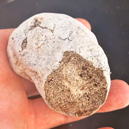 Các khối long diên hương màu trắng có hàm lượng ambrein cao nhất và được sử dụng trong các loại nước hoa hàng đầu. (Ảnh:Ambergris Bahamas)