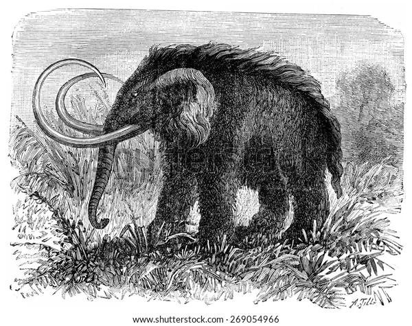 Chi Mammuthus bao gồm nhiều loài, trong đó M. primigenius (từng là Elephas primigenius) là loài điển hình.