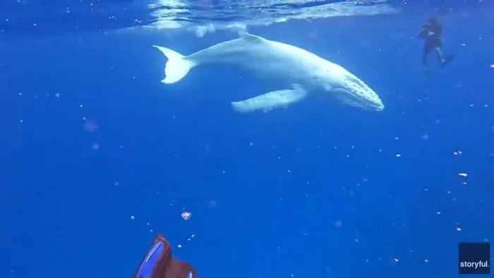 Đoạn video ghi lại khoảnh khắc này nhanh chóng lan truyền, thu hút sự quan tâm của cộng đồng yêu thích động vật biển. Simon Lorenz, người điều hành công ty lặn Insider Divers, cho biết việc chứng kiến cá voi lưng gù bạch tạng là một trải nghiệm độc đáo, bởi những con cá voi này thường gặp nguy hiểm lớn từ kẻ săn mồi do màu sắc nổi bật của chúng. Phát hiện này nhấn mạnh sự đa dạng của thế giới đại dương và tầm quan trọng của việc bảo vệ môi trường biển. (Ảnh cắt từ clip)