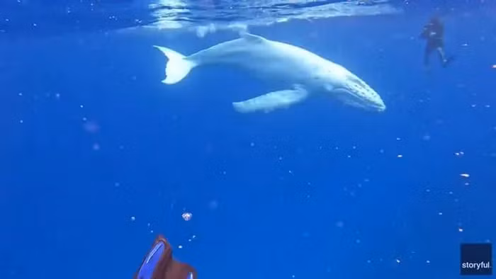 Đoạn video ghi lại khoảnh khắc này nhanh chóng lan truyền, thu hút sự quan tâm của cộng đồng yêu thích động vật biển. Simon Lorenz, người điều hành công ty lặn Insider Divers, cho biết việc chứng kiến cá voi lưng gù bạch tạng là một trải nghiệm độc đáo, bởi những con cá voi này thường gặp nguy hiểm lớn từ kẻ săn mồi do màu sắc nổi bật của chúng. Phát hiện này nhấn mạnh sự đa dạng của thế giới đại dương và tầm quan trọng của việc bảo vệ môi trường biển. (Ảnh cắt từ clip)