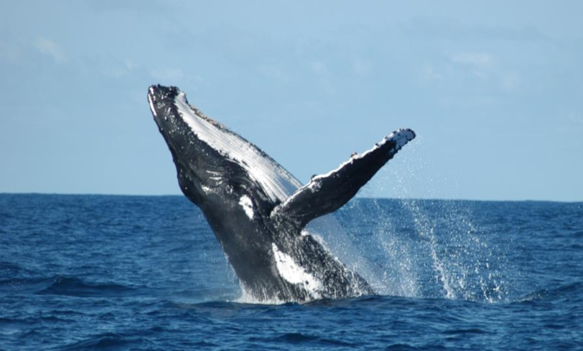 Cá voi lưng gù thường nhào lộn trên mặt nước và tạo ra bài hát phức tạp kéo dài từ 10 đến 20 phút. Mặc dù mục đích của bài hát vẫn chưa rõ ràng, nó có vai trò quan trọng trong giao phối. Loài này được tìm thấy trong đại dương và biển trên toàn thế giới, thường di chuyển khoảng cách lên đến 25.000 km mỗi năm.