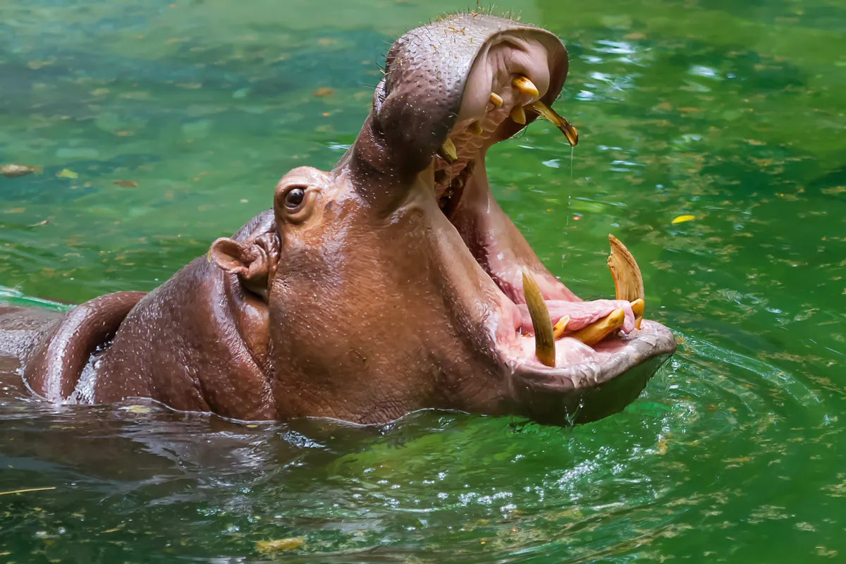 2. Hà mã (Hippopotamus): Mặc dù là động vật ăn cỏ, hà mã có lực cắn cực kỳ mạnh, đủ để nghiền nát bất cứ thứ gì nằm trong miệng của nó. Hà mã được biết đến là loài hung hãn và nguy hiểm, chúng có thể cắn đứt đôi một chiếc thuyền nhỏ hoặc làm trọng thương những kẻ đe dọa chúng.(Ảnh:BBC Wildlife Magazine)