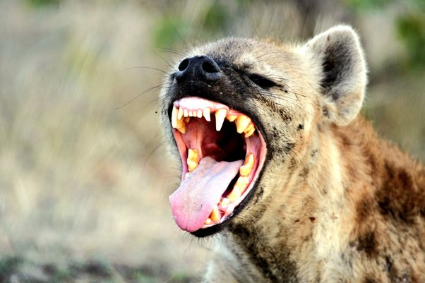 7. Linh cẩu (Spotted Hyena): Linh cẩu nổi tiếng với lực cắn mạnh mẽ, có thể nghiền nát xương dễ dàng. Điều này cho phép chúng tiếp cận nguồn dinh dưỡng từ tủy xương mà ít loài nào khác có thể đạt được. Linh cẩu là những kẻ săn mồi và cũng là loài ăn xác chết hiệu quả nhất trong tự nhiên.(Ảnh:Quora)