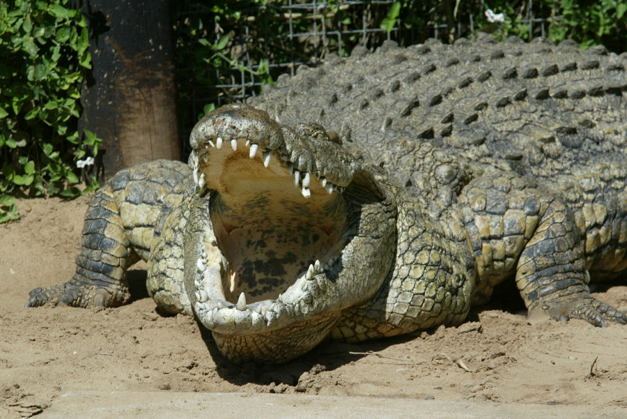 8. Cá sấu sông Nile (Nile Crocodile): Cá sấu sông Nile là loài săn mồi đỉnh cao tại các con sông và hồ nước ngọt ở Châu Phi. Với lực cắn chỉ kém cá sấu nước mặn, chúng có thể hạ gục những con mồi lớn như ngựa vằn, trâu rừng và thậm chí cả con người. (Ảnh:Newsweek)