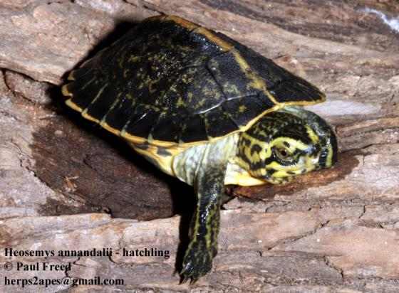 Rùa răng có kích thước trung bình, mai cứng và màu sắc đa dạng từ nâu đến đen. Đặc điểm nổi bật của loài này là các răng cưa ở viền mai, giúp chúng dễ dàng di chuyển trong môi trường sống tự nhiên. Rùa răng thường sống ở các khu vực đầm lầy, suối và rừng nhiệt đới, nơi có nguồn nước dồi dào và thảm thực vật phong phú.(Ảnh: The Reptile Database)