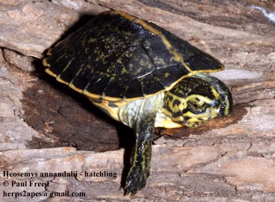 Rùa răng có kích thước trung bình, mai cứng và màu sắc đa dạng từ nâu đến đen. Đặc điểm nổi bật của loài này là các răng cưa ở viền mai, giúp chúng dễ dàng di chuyển trong môi trường sống tự nhiên. Rùa răng thường sống ở các khu vực đầm lầy, suối và rừng nhiệt đới, nơi có nguồn nước dồi dào và thảm thực vật phong phú.(Ảnh: The Reptile Database)