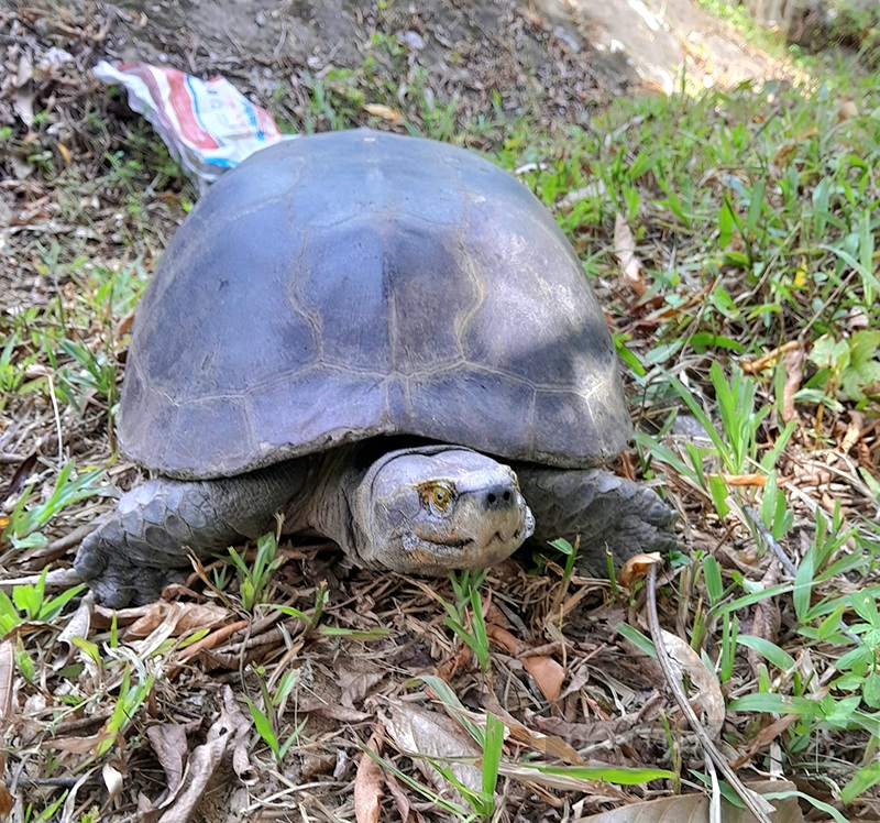 Sau đó, anh Bình đã chủ động giao nộp cá thể rùa này cho cơ quan chức năng. Cá thể rùa răng đã được Trung tâm cứu hộ, bảo tồn và phát triển sinh vật của Vườn Quốc gia Phong Nha - Kẻ Bàng tiếp nhận và nuôi dưỡng. (Ảnh: Dân Việt)