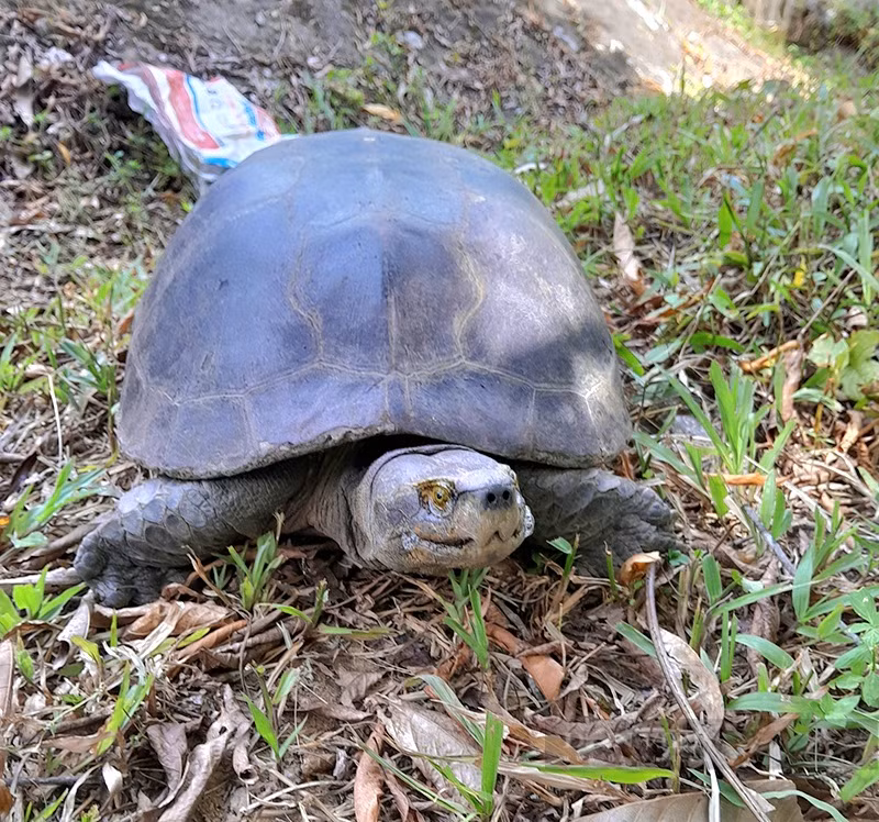 Sau đó, anh Bình đã chủ động giao nộp cá thể rùa này cho cơ quan chức năng. Cá thể rùa răng đã được Trung tâm cứu hộ, bảo tồn và phát triển sinh vật của Vườn Quốc gia Phong Nha - Kẻ Bàng tiếp nhận và nuôi dưỡng. (Ảnh: Dân Việt)