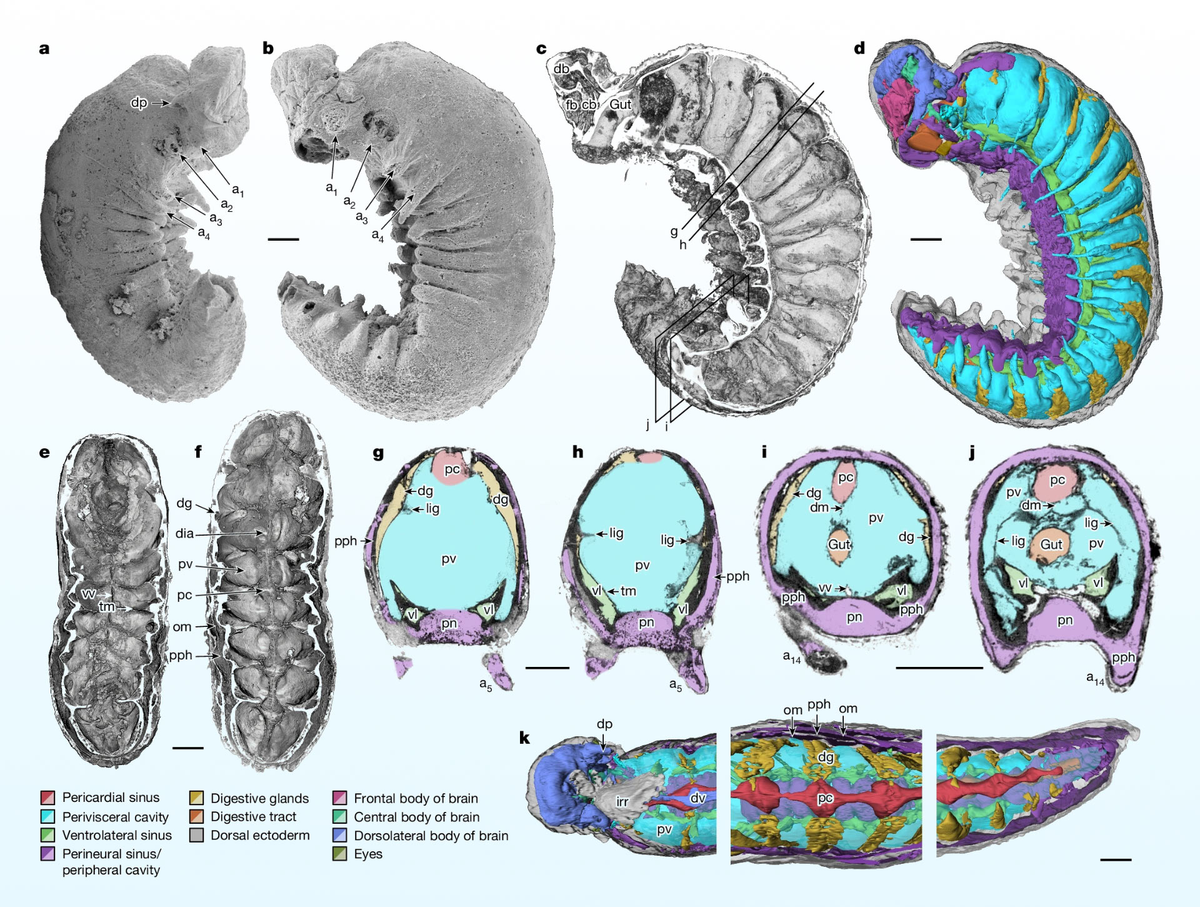 Hóa thạch Youti yuanshi cho thấy rằng các loài euarthropod thời kỳ Cambri đã có cấu trúc cơ thể phức tạp hơn nhiều so với những gì chúng ta từng nghĩ.(Ảnh:Sci.News)